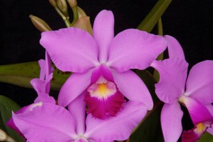C. Greg Allikas Sunset Valley Orchids HCC/AOS 76 pts.
